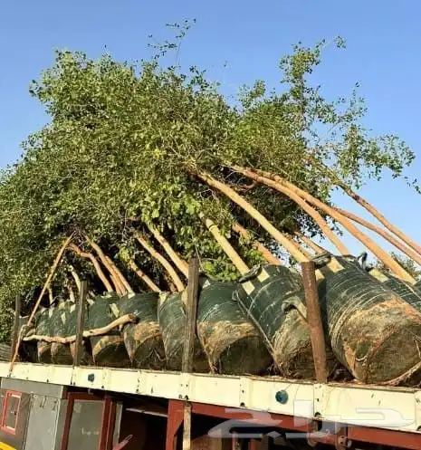 جميع الأشجار الزينه للقصور والاستراحات 5