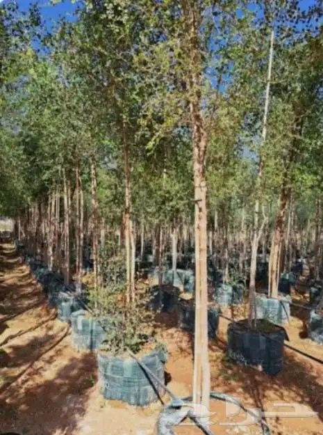 جميع الأشجار الزينه للقصور والاستراحات 3