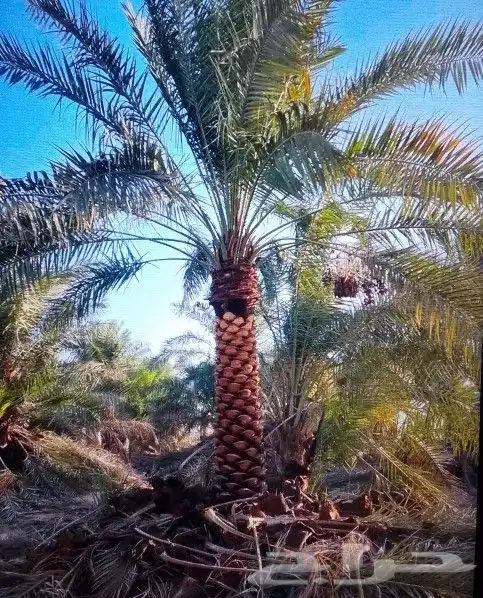 نخل للبيع نخيل مثمر نقايل جثايث خلاص سكري صقعي برحي شيشي سلج 1