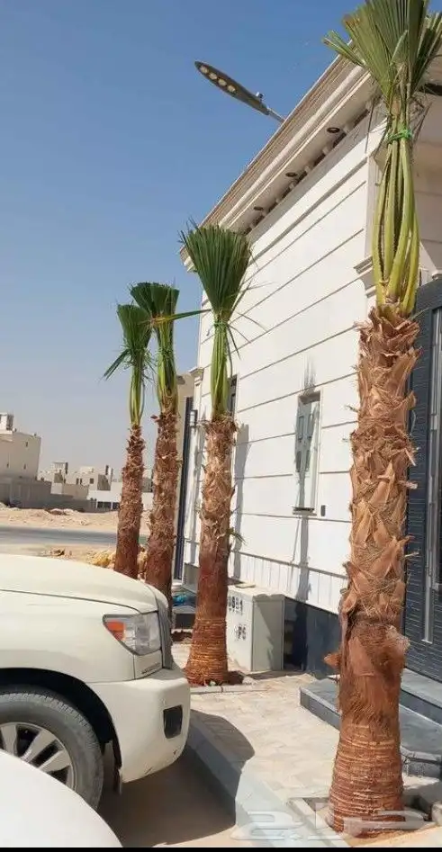 يوجد لدينا جميع انواع النخيل الوشنطني. الملكي الومروحه 1