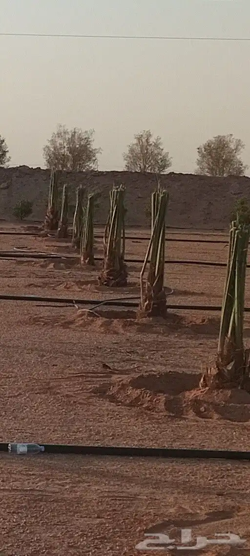 نخل زينه واشنطني نخل زينه نخل عربي خلاص برحي سكري شيشي هلالي 6