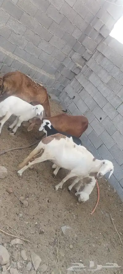 ضأن سواكني وليد index