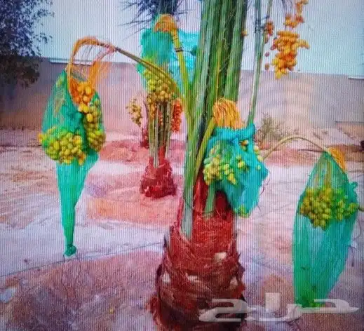 نخل للبيع نخيل مثمر نقايل جثايث خلاص سكري صقعي برحي شيشي سلج 6