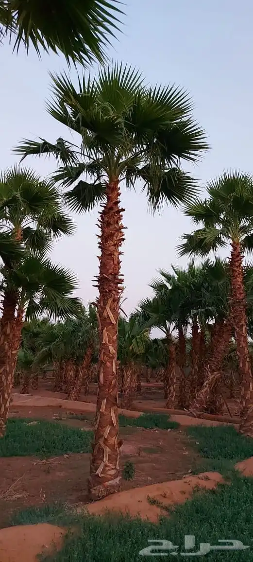 نخل واشنطني زينه اشجار نخل واشنطونيا 2