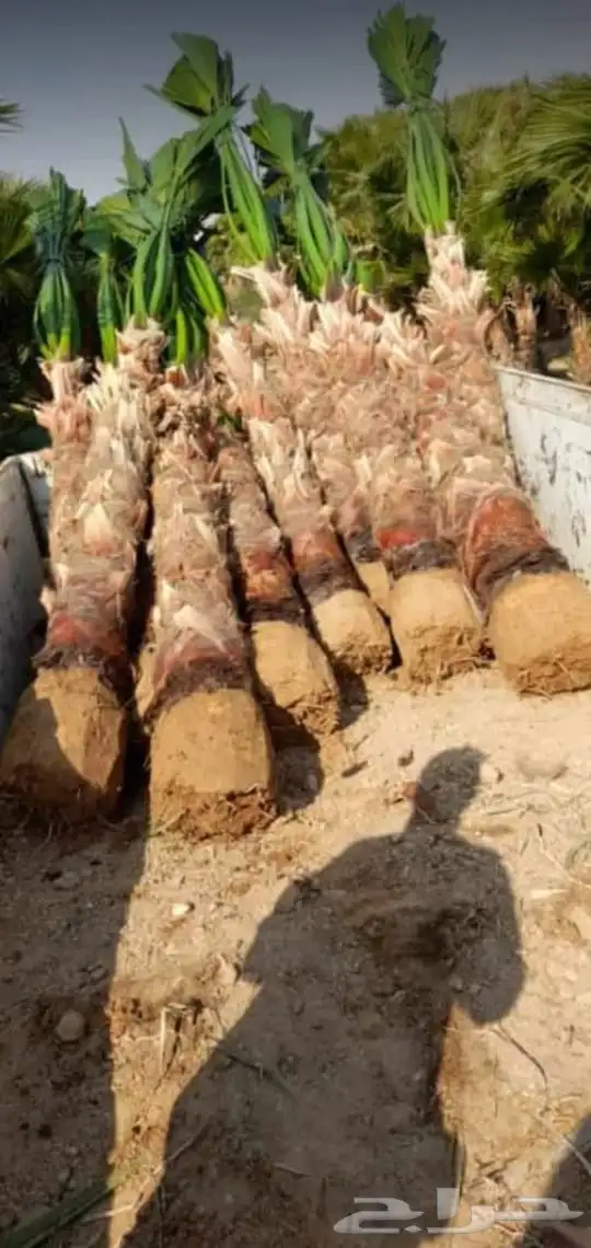 نخل واشنطني امريكي ابو مروحه 3