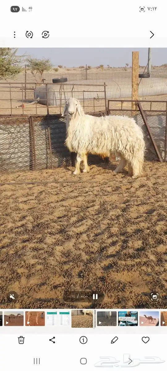 طلي مشروك امه عيسيه وابوه حري مشروط السن تو داخل سديس 0