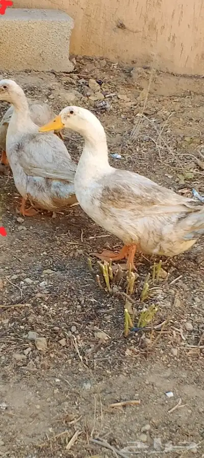 اثنين ذكر بط للبيع حجم كبير 0