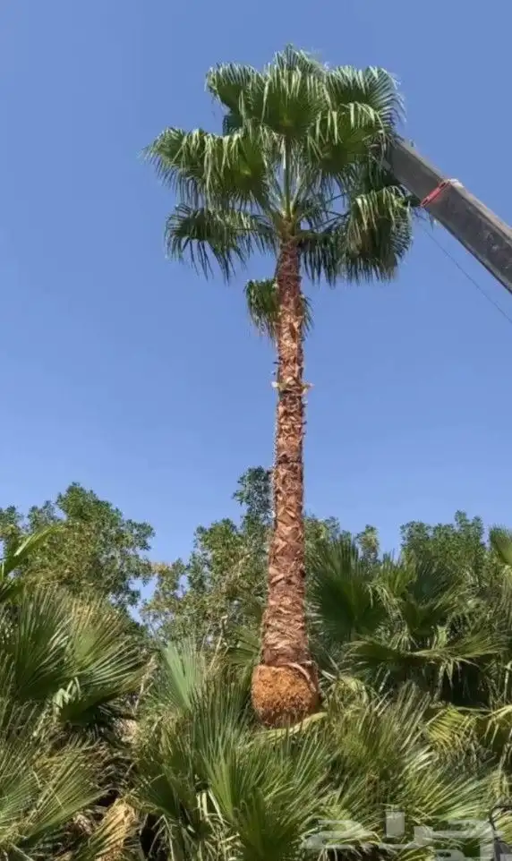 يوجد لدينا نخل واشنطني زينه امريكي بكل المقاسات وبسعار مناسب 3