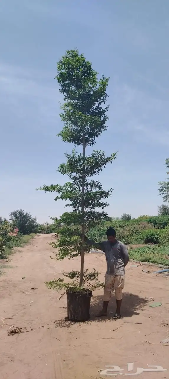 جميع الأشجار الزينه للقصور والاستراحات 0