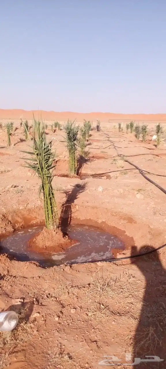 يوجد لدينا نخيل عربي وشنطونيا امركي زينه وفروخ ونقيل 0