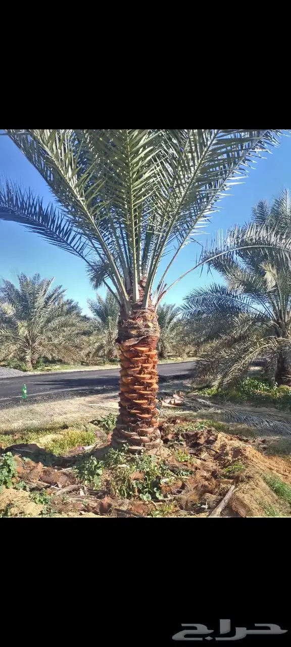 نخل سكري جثايث طيبه جدا  ونظيفه وعلى شرط من متر لا مترين 7