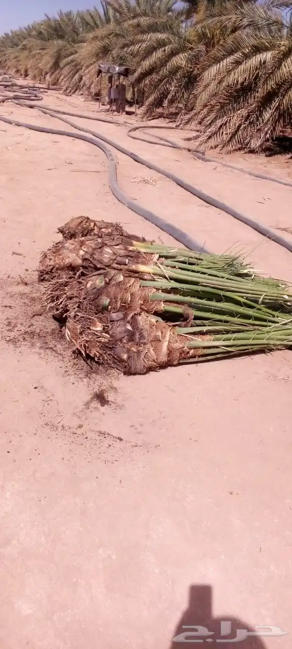 يوجد لدينا نخيل عربي وشنطونيا امركي زينه وفروخ ونقيل 2