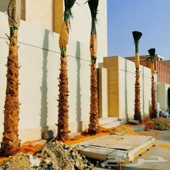 يوجد لدينا دخل زينه ونخل عربي من المتر الى الثمانيه المتر 5