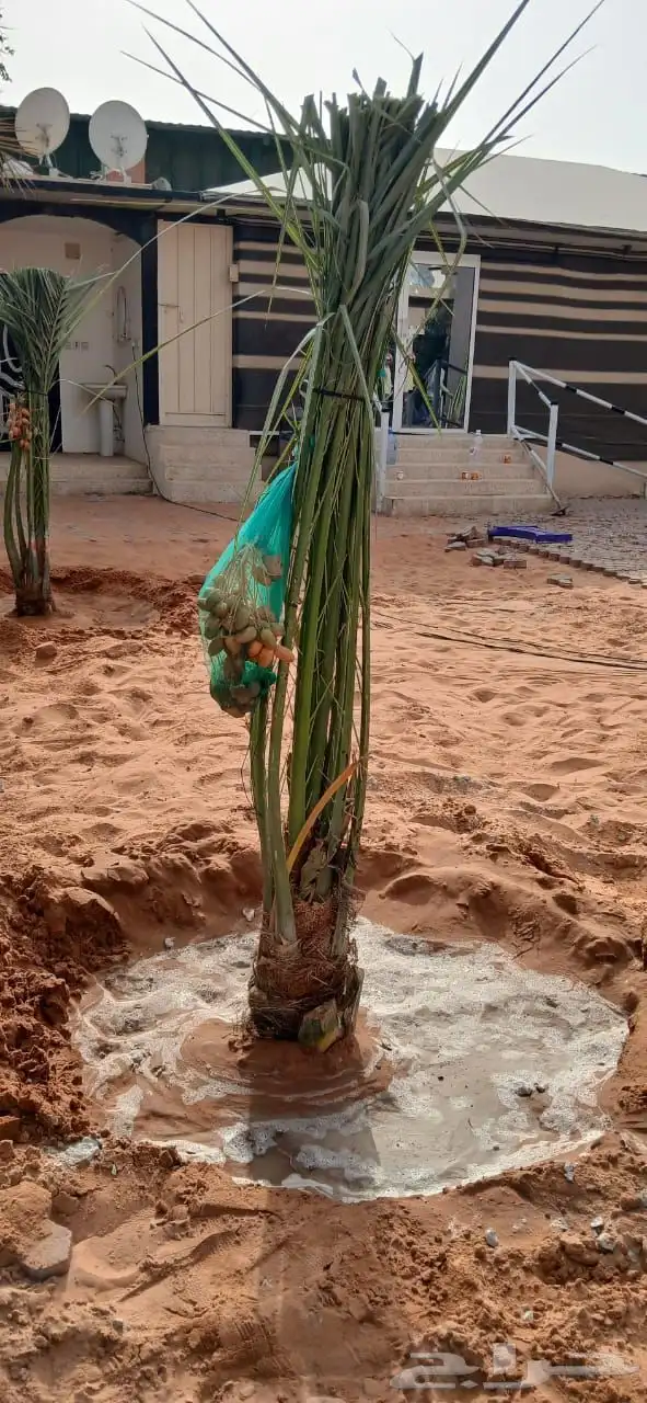 نخل للبيع مثمر خلاص سكري شيشي هلالي مجدول صقعي غر منيفي شهل 1