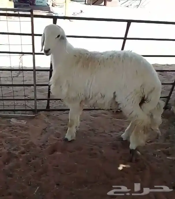 طلي حري جبر 2