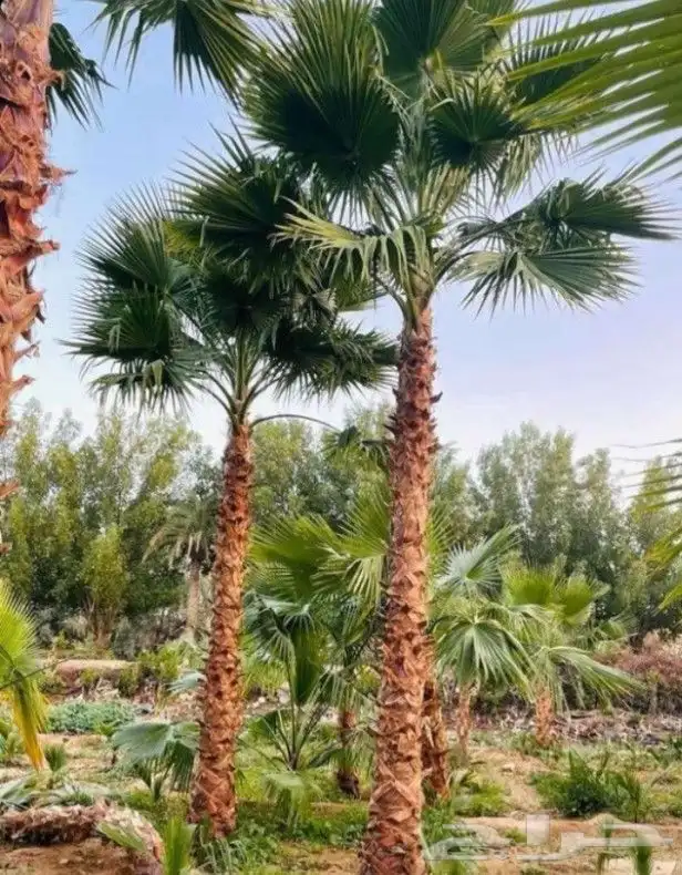يوجد لدينا نخل واشنطني زينه امريكي بكل المقاسات وبسعار مناسب 4