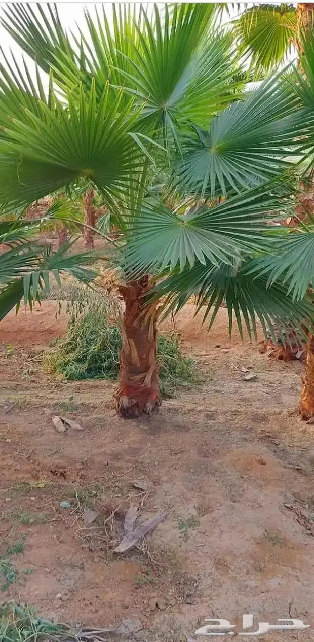 النخل واشنطونياء زينه للبيع 9