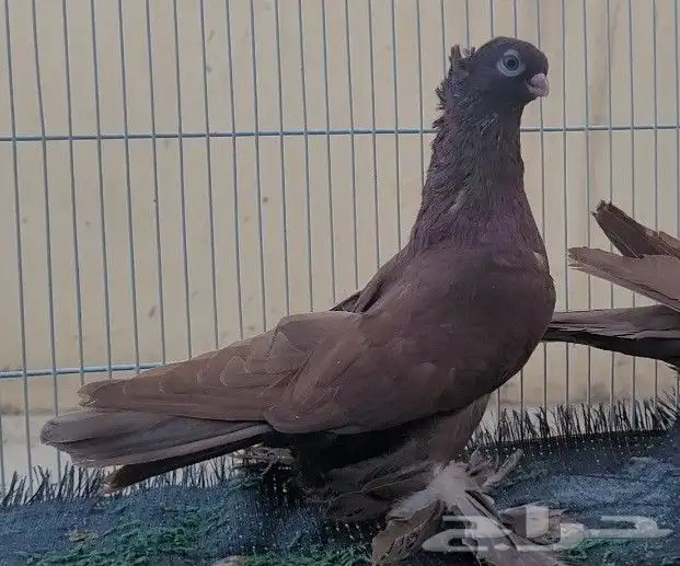 جوز حمام اوزبك 1