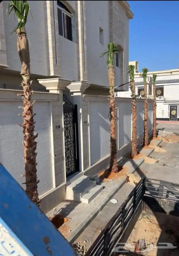 يوجد لدينا نخل واشنطني زينه امريكي بكل المقاسات وبسعار مناسب 2