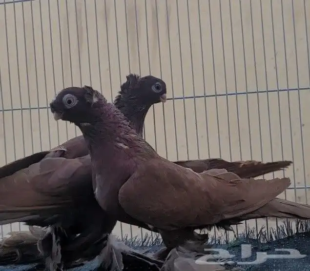 جوز حمام اوزبك 4