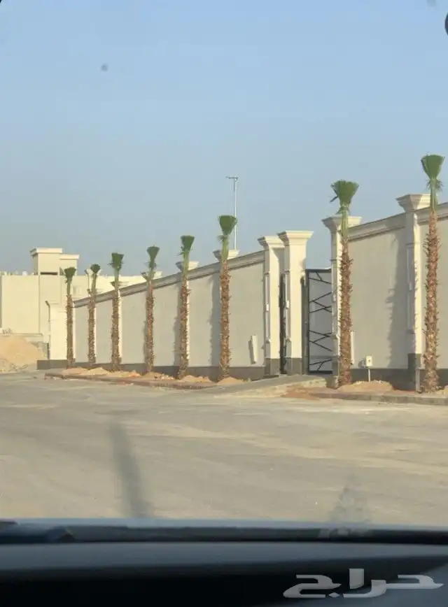 يوجد لدينا نخل واشنطني زينه امريكي بكل المقاسات وبسعار مناسب 6