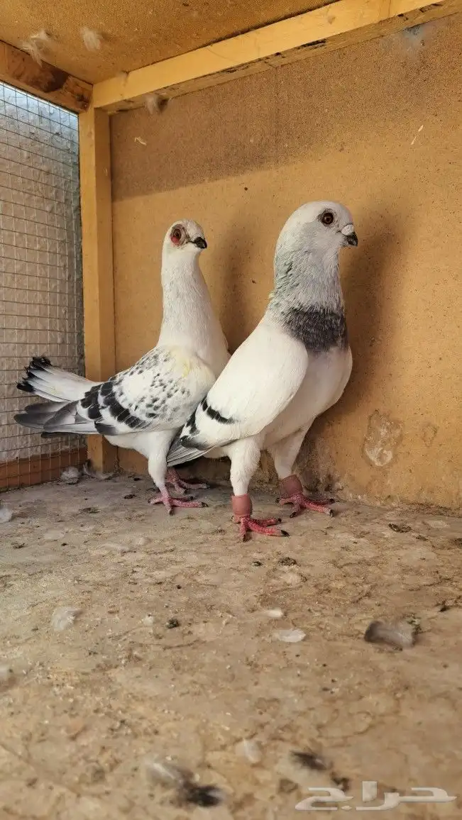 زوج بوز منتج شرط 3