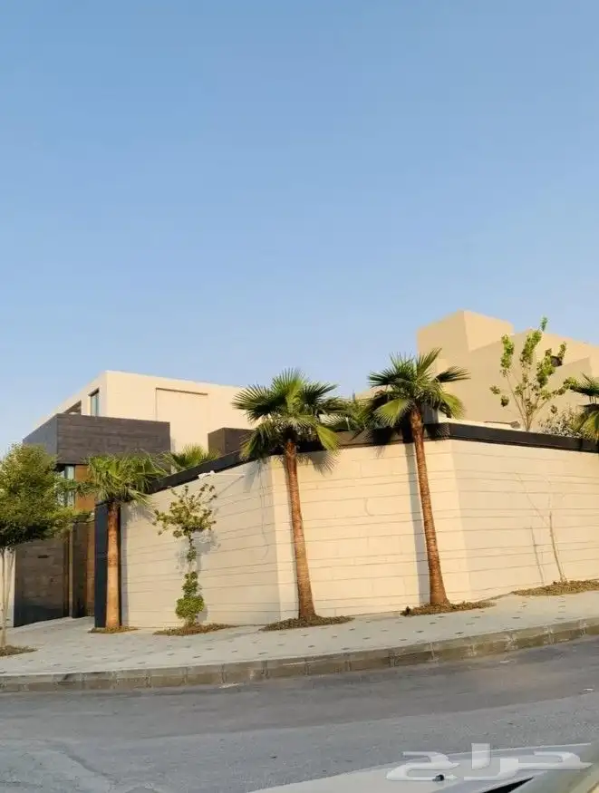 نخل واشنطني 3