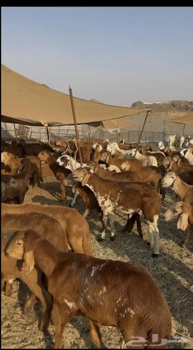 ذبيحتك واصله لبيتك 6