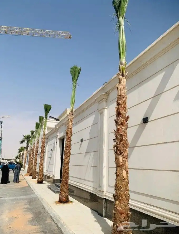 نخل واشنطني 1