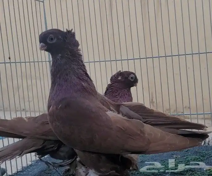 جوز حمام اوزبك 3