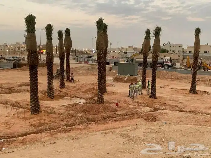 يوجد لدينا دخل زينه ونخل عربي من المتر الى الثمانيه المتر 8