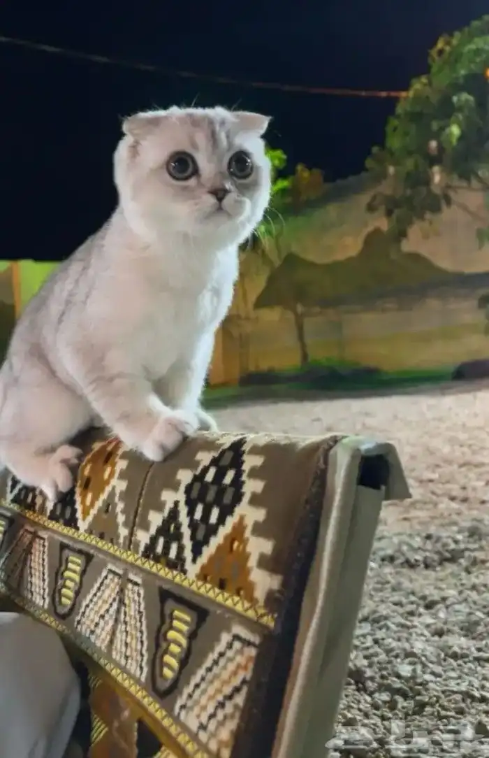 قط سكوتش لتبني 0