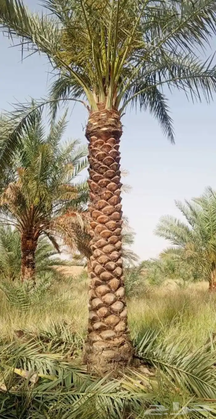 نخل عربي ونخل وشنطني بجميع الأنواع وزرعه والقلع 6