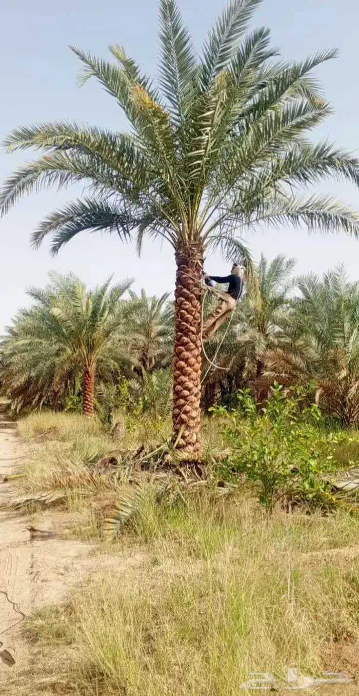 نخل عربي ونخل وشنطني بجميع الأنواع وزرعه والقلع 3