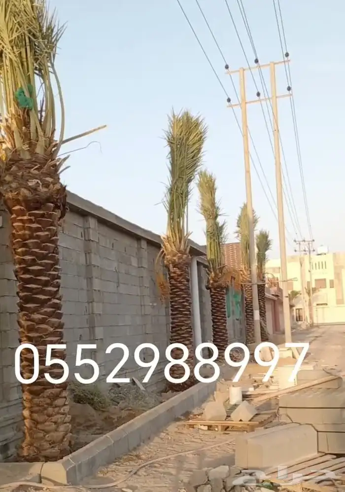 نخل مممتاز طيب عربي وزينه 0