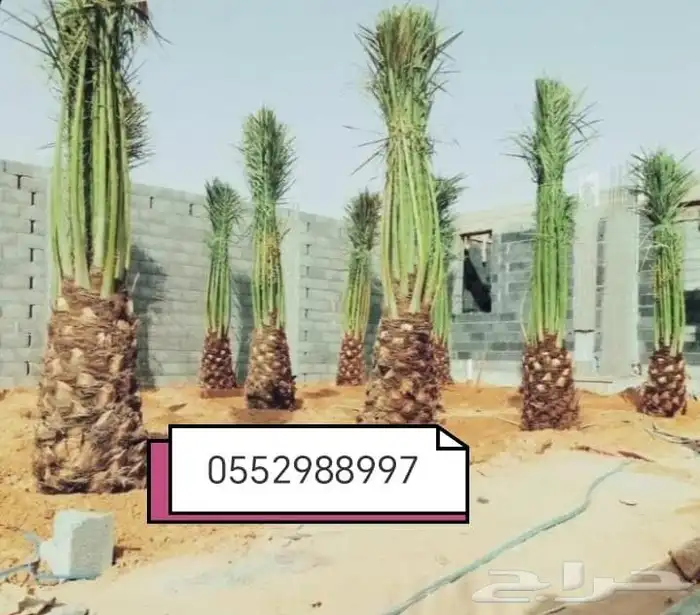 نخل مممتاز طيب عربي وزينه 3