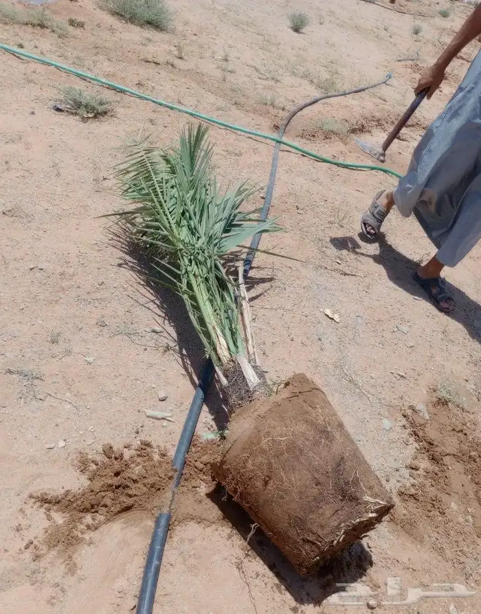 نخل للبيع متواجد في القصيم بجميع انوعه 10