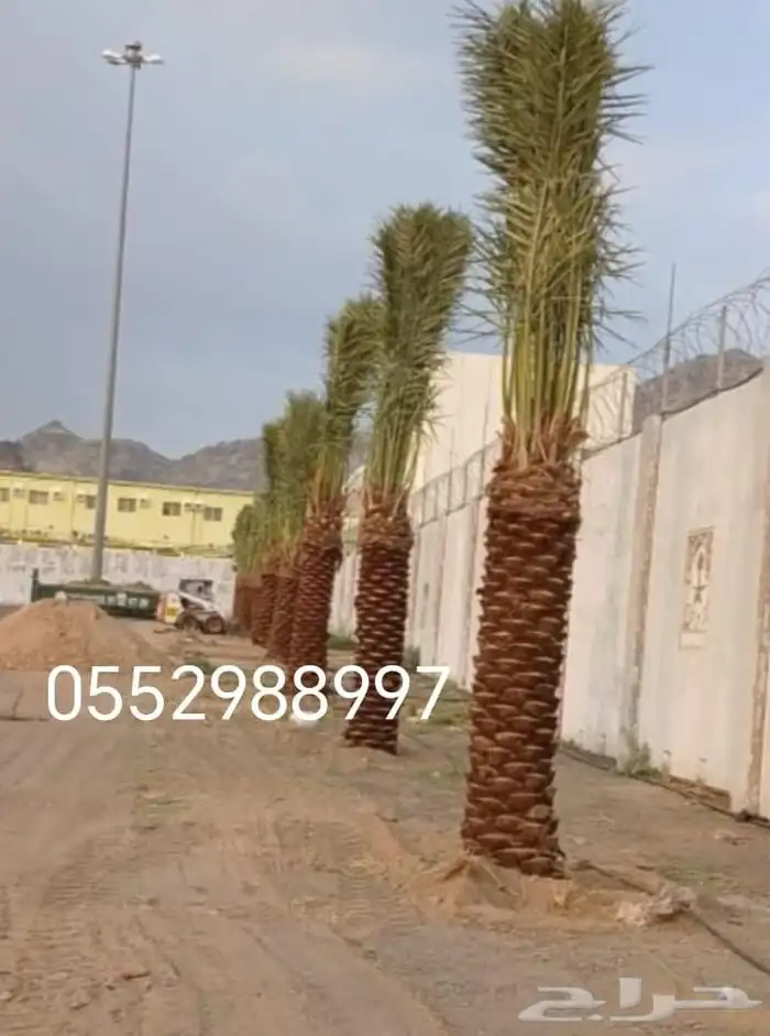 نخل مممتاز طيب عربي وزينه 2