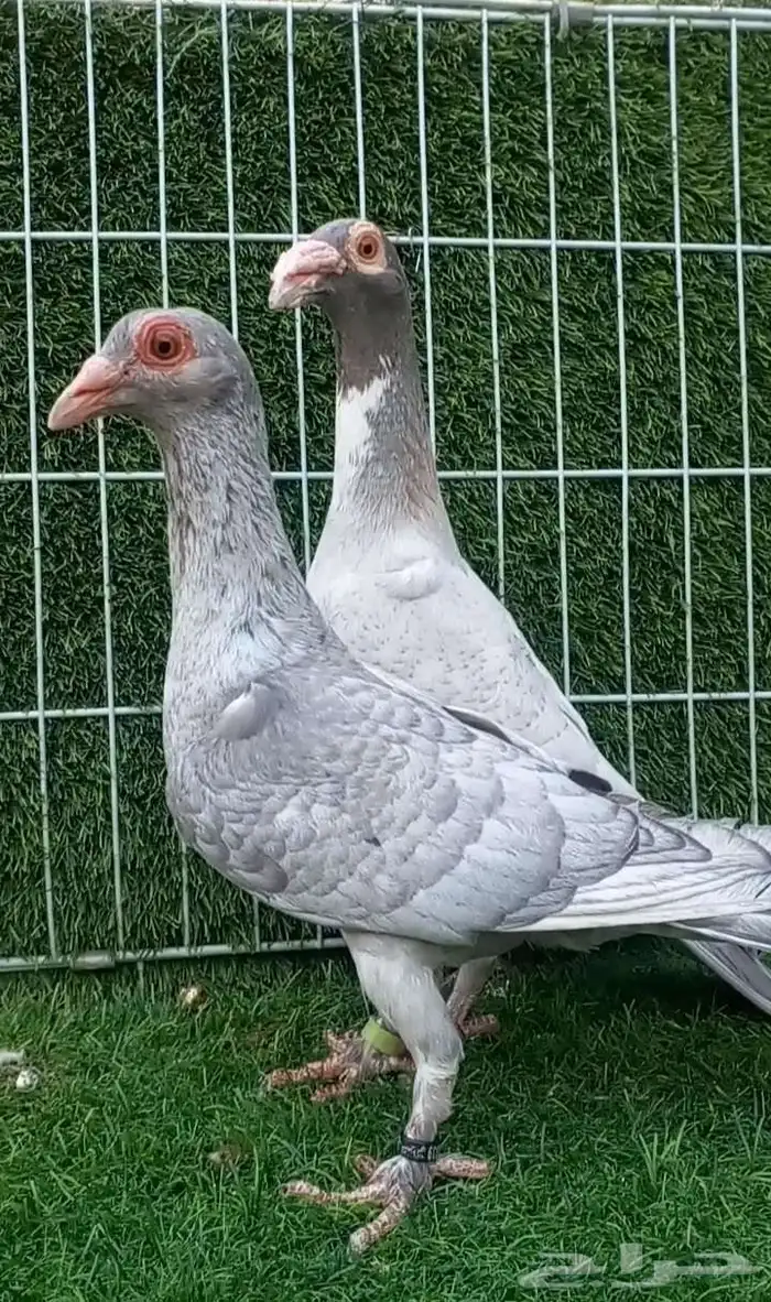 جوز لورنس بأنتاجه من افضل الالوان النادره 1