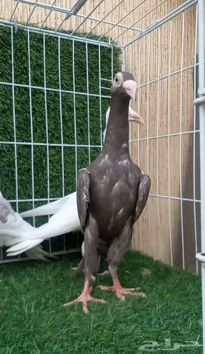 العدد 4 طبات كارير مستوا عالي 5