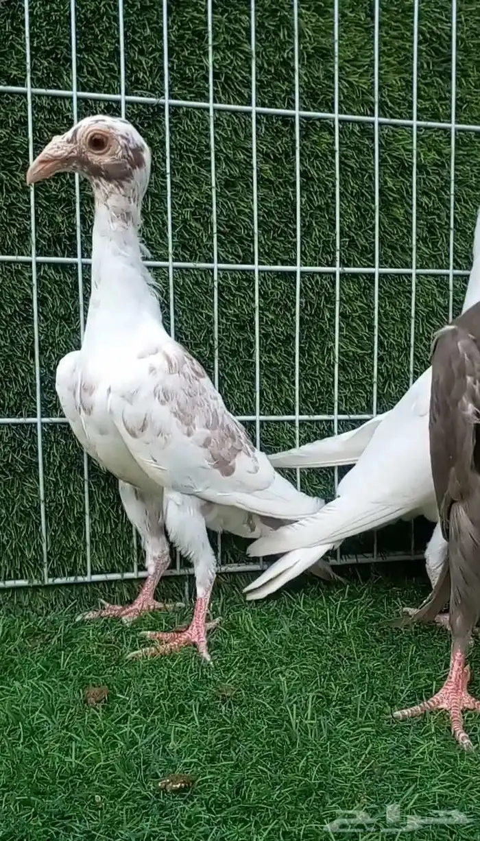 العدد 4 طبات كارير مستوا عالي 4