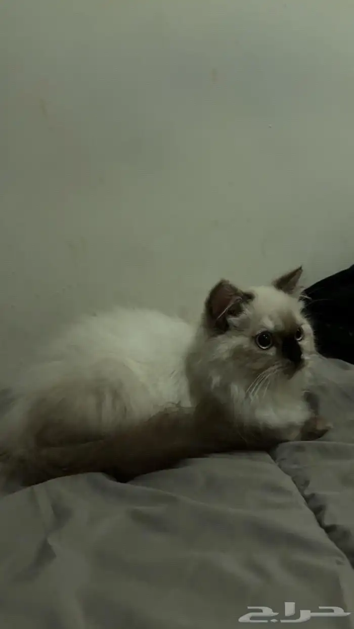 للبيع قط هملايا 0
