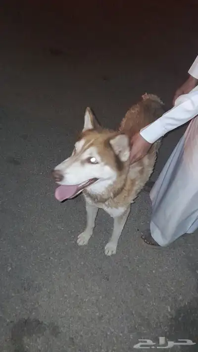 كلب هاسكي نضيف وصحه طيبه index