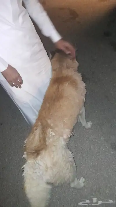 كلب هاسكي نضيف وصحه طيبه index