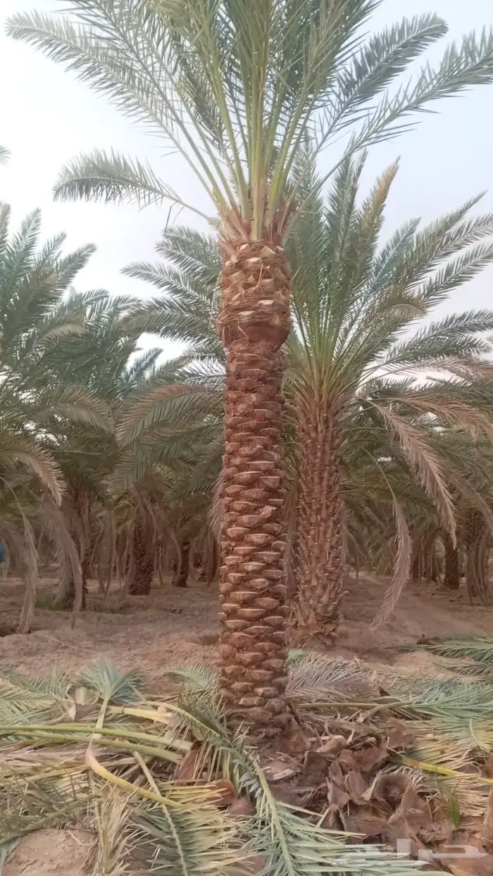 اسلام عليكم ورحمة الله لدن جميع انواع انخيل 8