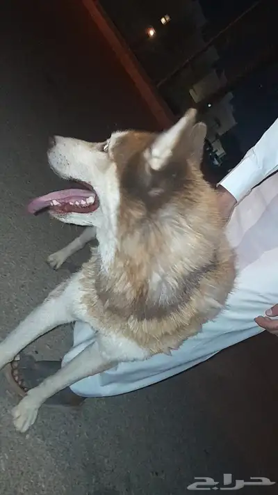 كلب هاسكي نضيف وصحه طيبه index