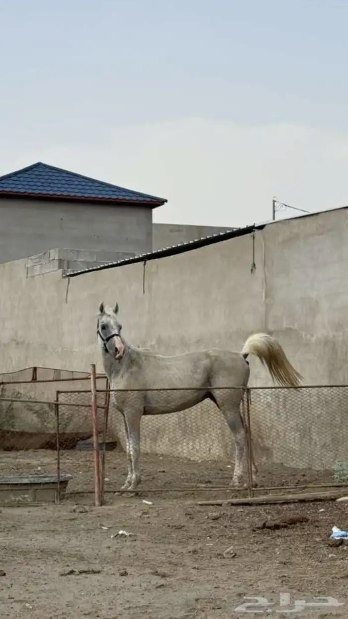 خيل شعبي 1