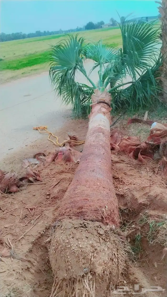 نخل نخيل للبيع   خلاص برحي سكري شيشي هلالي مجدوله عجوه 6