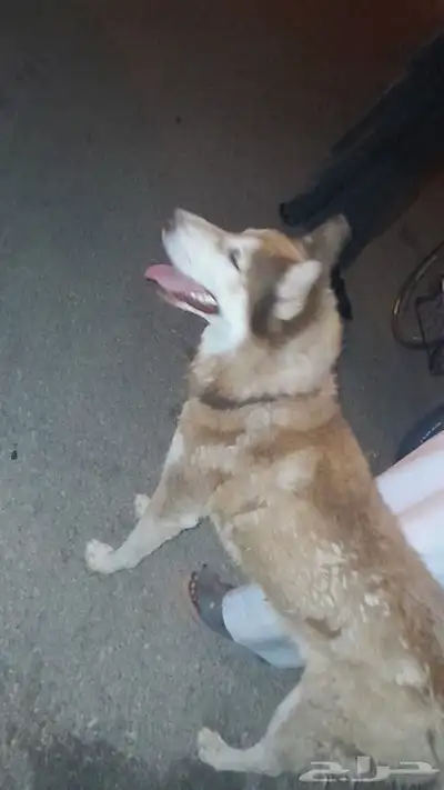 كلب هاسكي نضيف وصحه طيبه index