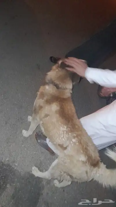 كلب هاسكي نضيف وصحه طيبه index